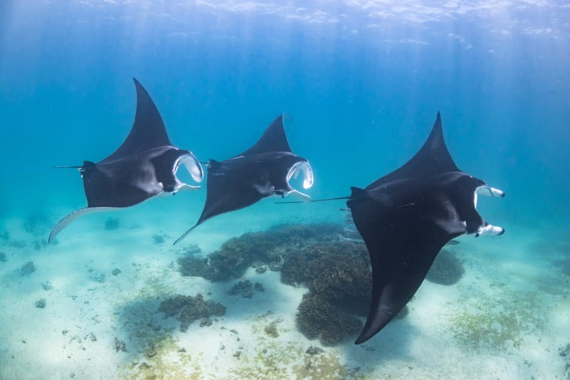 Top 3 places to go swimming with mantas in the Maldives