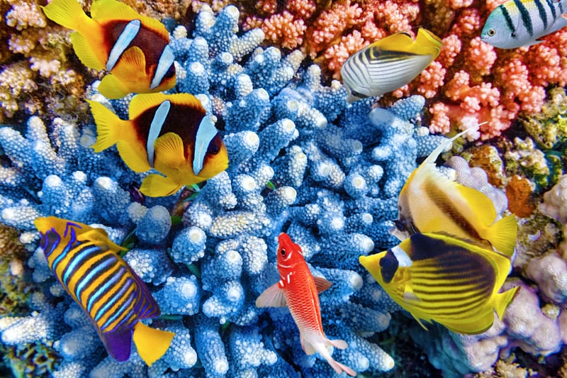 The untamed beauty of coral reefs in the Maldives