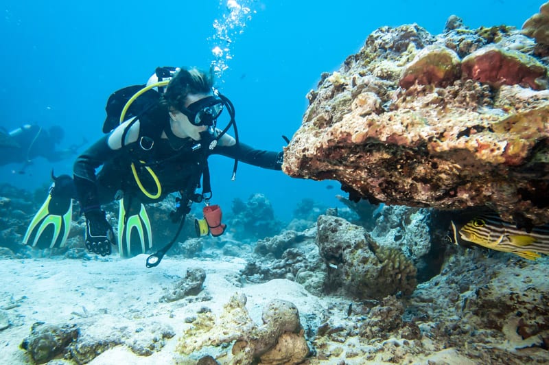 Diver met sweetlip fish hiding under coral in the Ari atoll of the Maldives