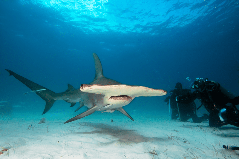 Group of divers observing a great hammerhead shark