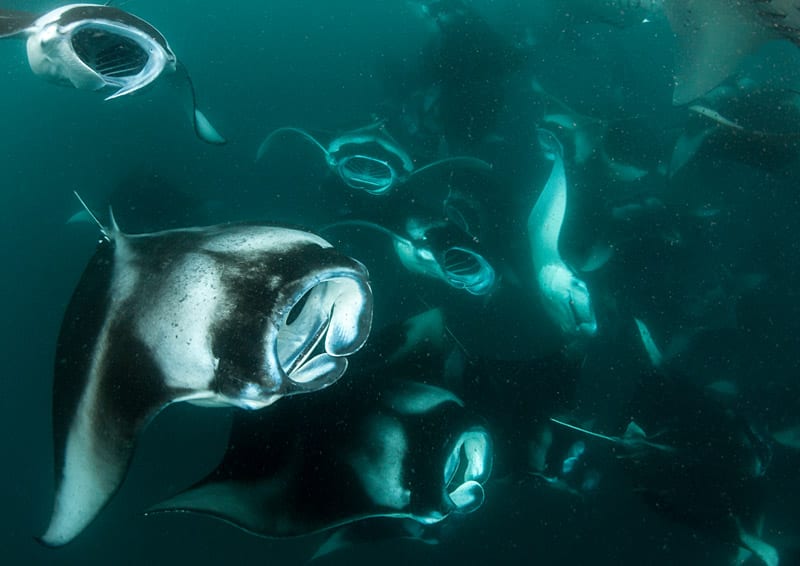 Large school of manta rays feeding on plankton in the water of The Maldives