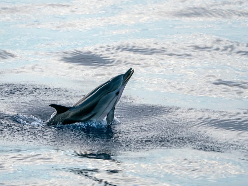 Tips for dolphin watching in the Maldives