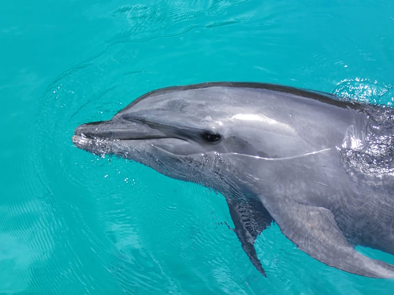 Dolphin swimming in tropical waters
