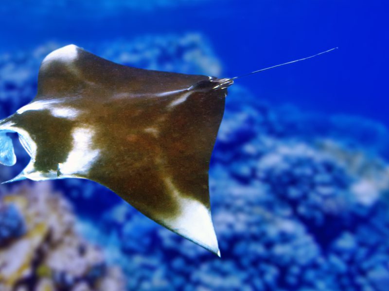 Thoddoo island guide