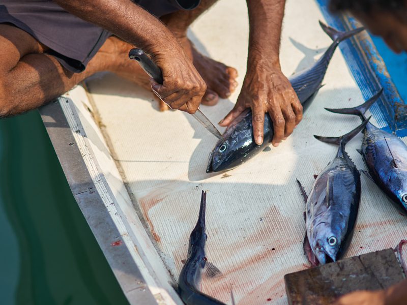 Preparing for a barbeque after a successful fishing trip in the Maldives