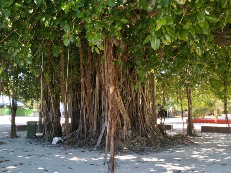 Old banyan tree in Maldives